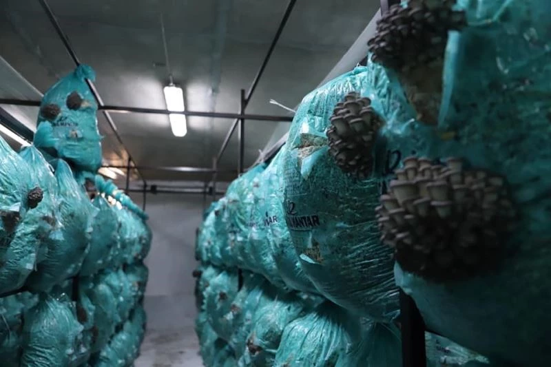 Afyonkarahisar’ın o ilçesi istiridye mantarının üretim merkezi oldu
