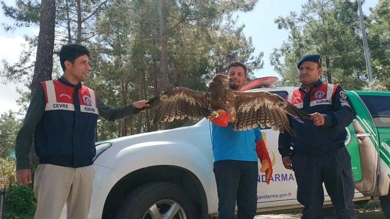 Jandarmadan uçamaz haldeki kartala yardım eli
