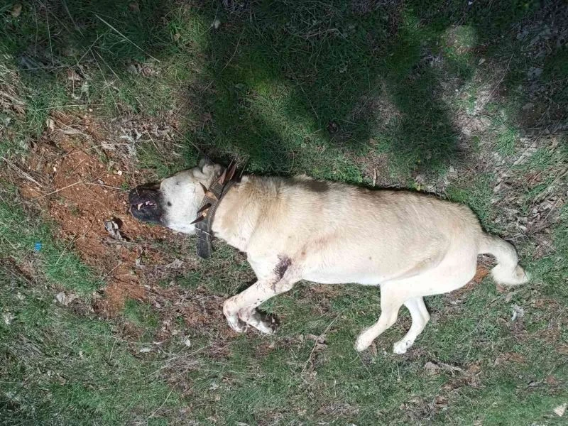 Çoban köpeğini tabancayla vurdular
