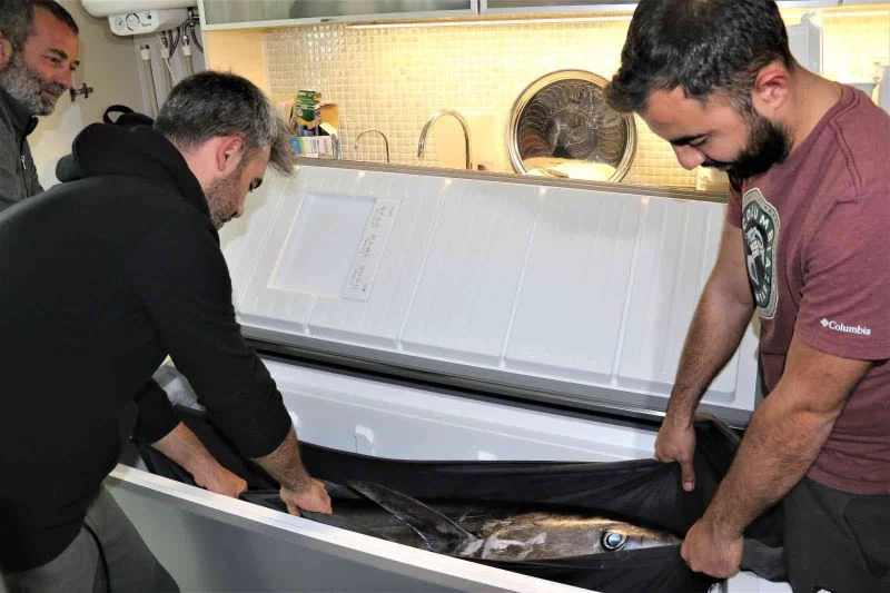 Oltayla tutulan dev orkinosu kamyonetle taşıyıp, evin buzdolabına güçlükle sığdırdılar
