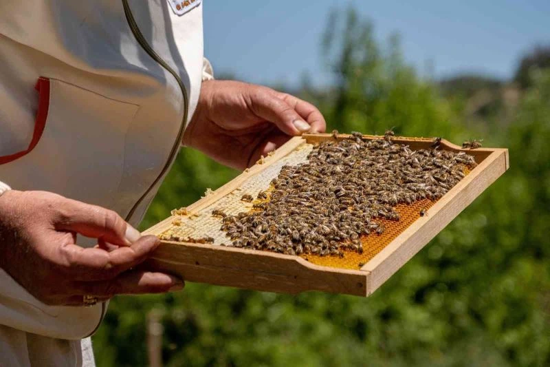 Dünyaca bilinen Zara balı tescillendi
