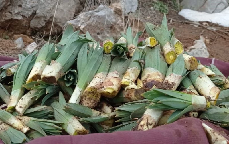 Çiriş otu sofraları süslemeye başladı
