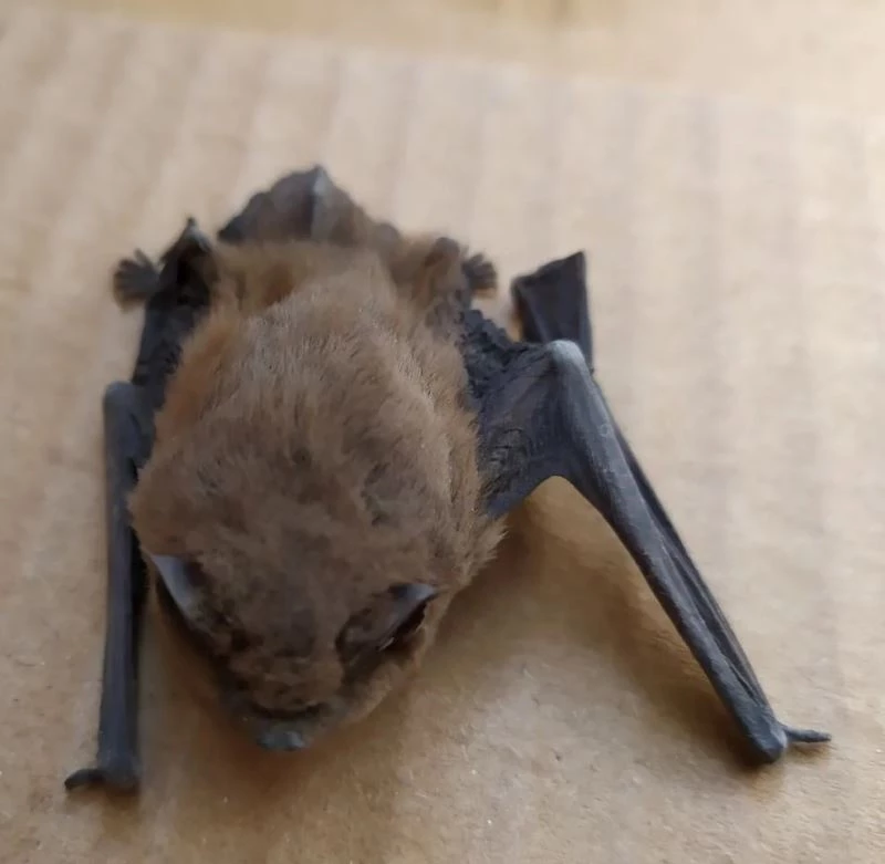 Kış uykusundan uyanan cüce yarasa yaşlı çiftin evine girdi
