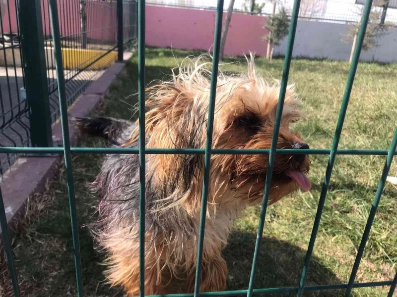 TVHB Başkanı Eroğlu: “4 Nisan bayram değildir