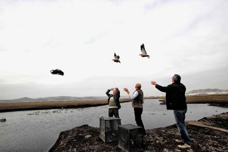 Yabani Angıt ve Yeşilbaş Ördekler yeniden özgür
