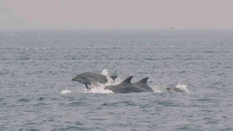  Alman fotoğrafçının gözünden İstanbul’un yunusları
