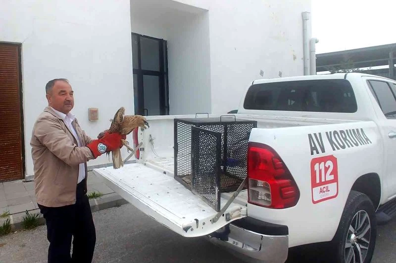 Yaralı saksağan ve şahin tedavi altına alındı
