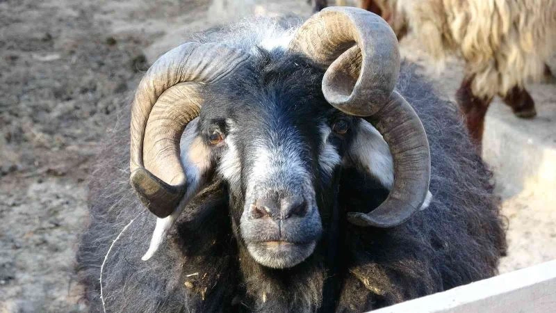 4 yaşında 4 boynuzu ile dikkat çekti
