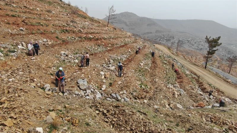 Yeşilovacık’ta yanan alanlar milyonlarca tohum ve binlerce fidanla yeniden yeşeriyor
