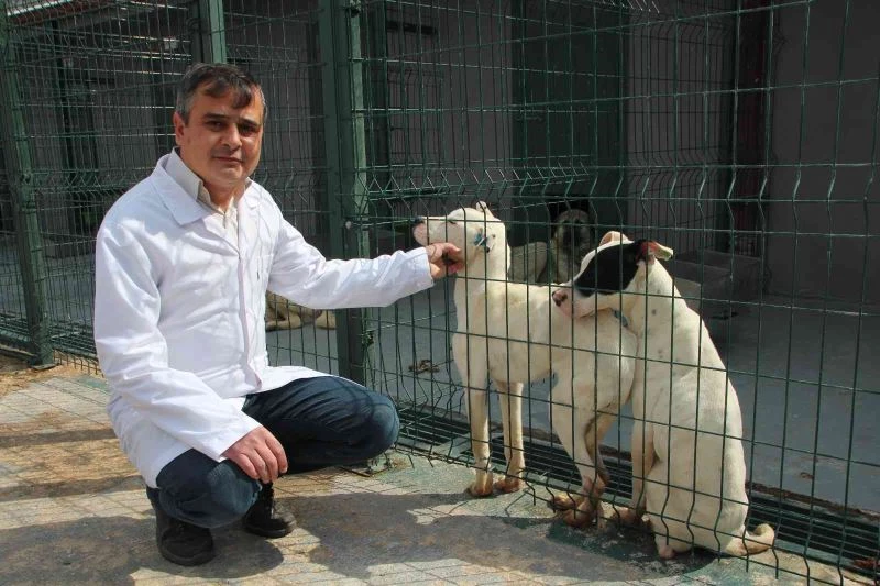 Yasa sonrası barınaklar yasaklı köpeklerle doldu
