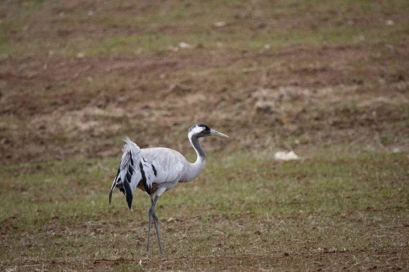 Göçmen kuşlar döndü, türkülere konu olan turnalar böyle görüntülendi
