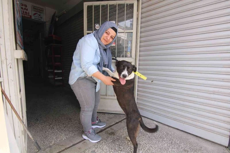 Kırşehir’de hayvanların zehirlenerek öldürüldüğü iddiası
