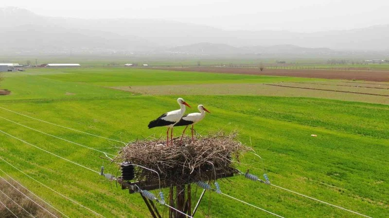 60 yıldır aynı direğe yuva yapıyorlardı, bu yıl yine geldiler
