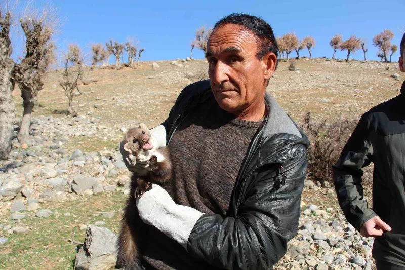 Nesli tehlike altında olan gelinciğin bakımını yaptıktan sonra doğaya saldı
