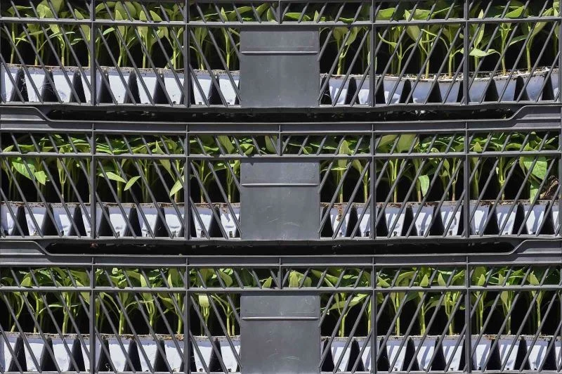 Başkentli çiftçilere sebze fidesi desteği: “Talep toplama başvuruları başladı”
