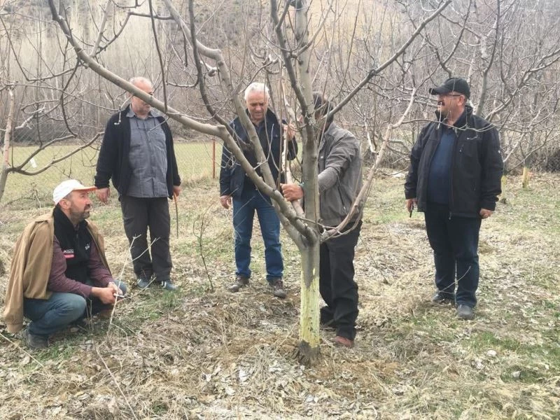 Ağaçları kemiren tavşanlar şikâyet konusu oldu
