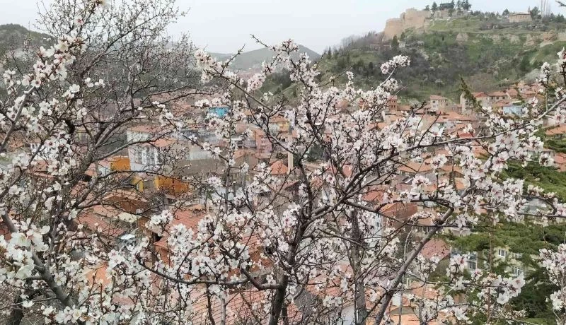 Badem ağaçları bu yıl zamanında çiçek açtı
