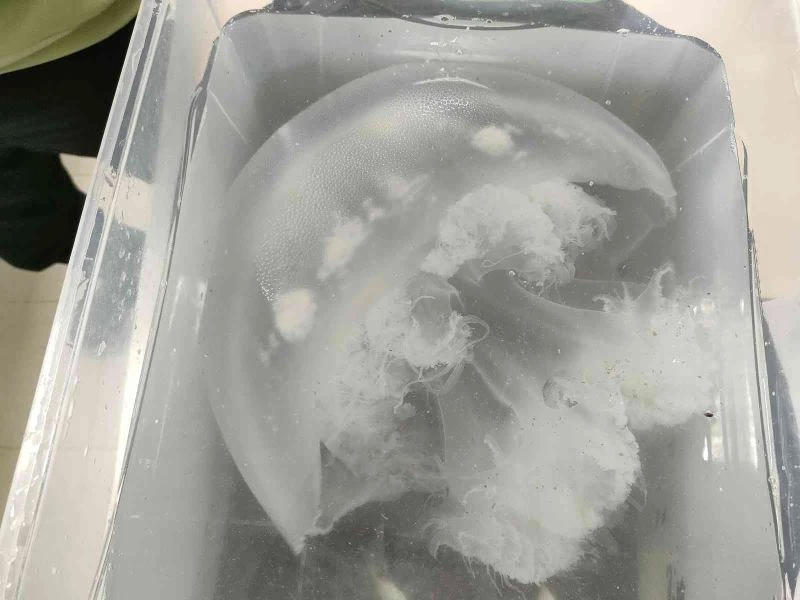 Antalya kıyılarındaki göçmen denizanaları sualtında yakından görüntülendi
