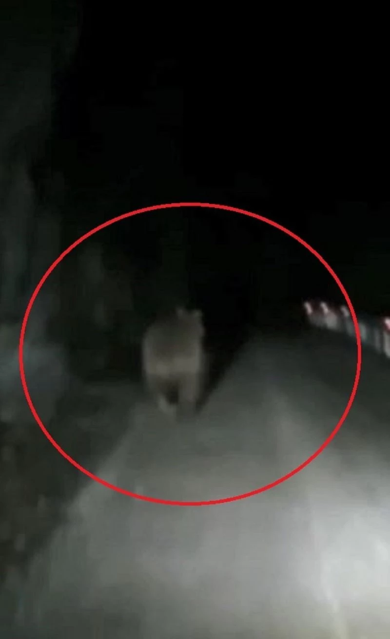 Seyir halindeki aracın önüne çıkan bozayı kamerada
