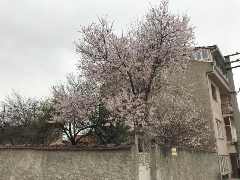 Eskişehir’de seyrine doyumsuz çiçek manzaraları

