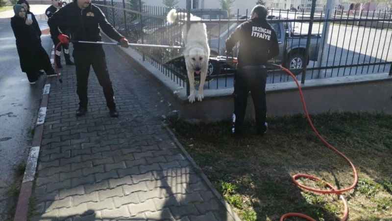 Demir parmaklıklara sıkışan köpek kurtarıldı
