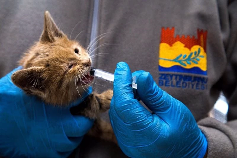 8 ayda 620 sokak hayvanını hayata döndürdüler
