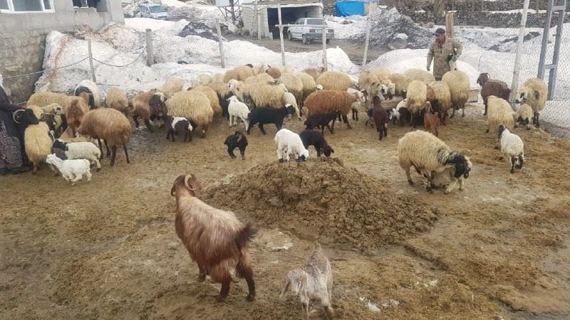 Adilcevaz’da bir yanda kış bir yanda bahar
