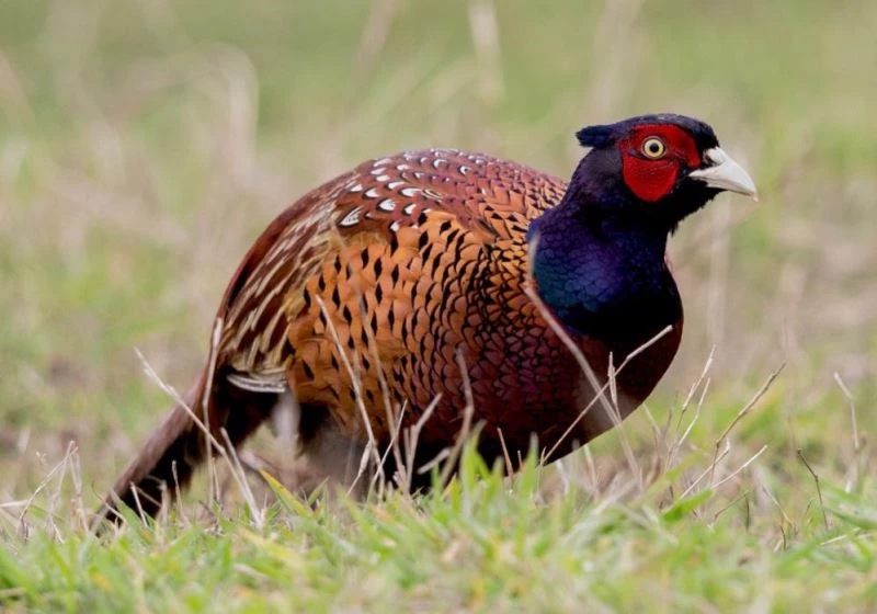 Samsun tüm Türkiye’ye sülün dağıtacak
