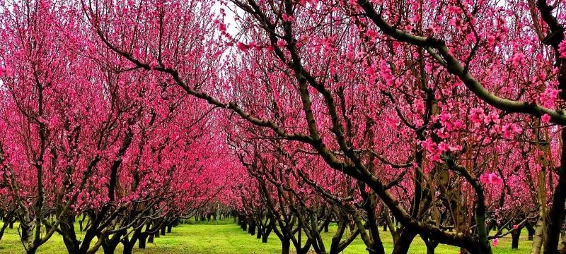Meyve bahçeleri fotoğraf stüdyosuna döndü
