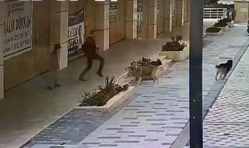 Babasıyla okul servisi bekleyen çocuğa, köpekler saldırdı
