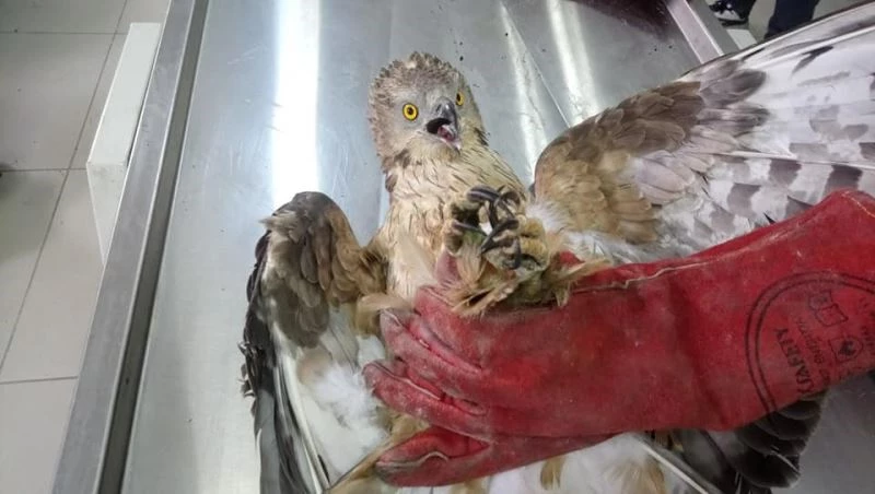 Yaralı Arı Şahini tedavi altına alındı
