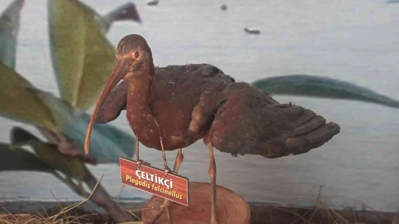 Hersek Lagününde kuş müzesi kurulacak
