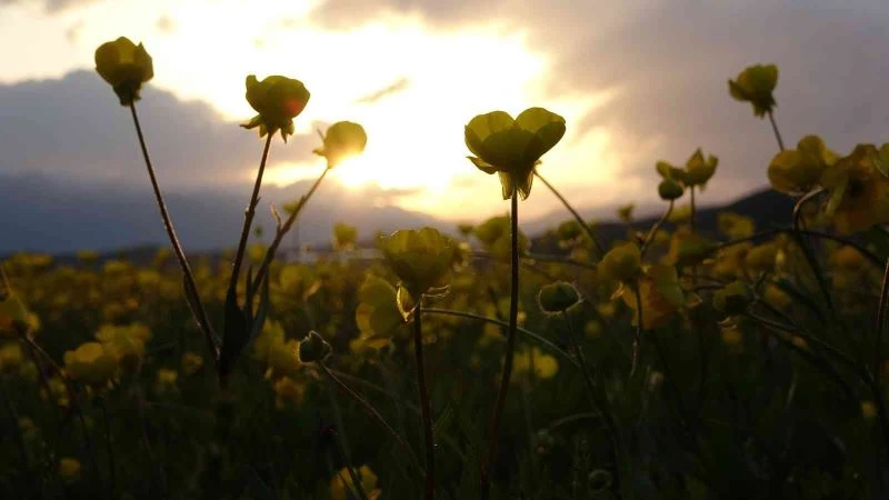 Yüksekova’yı sarıya bürüyen çiçeklerden renk cümbüşü

