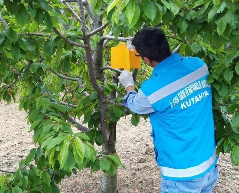 Şaphane’de Kiraz Sineği zararlısı ile mücadele çalışmaları
