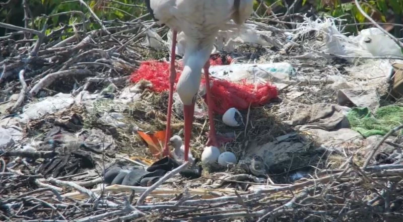 Yaren Leylek’ten müjdeli haber

