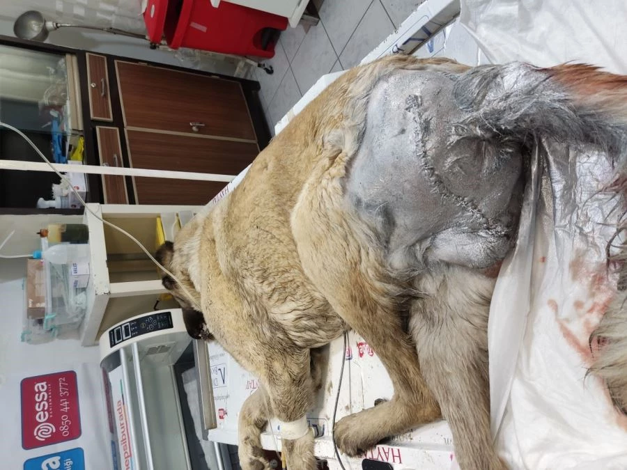 Sokak Köpeğinden 860 Gram Büyüklüğünde Tümör Alındı