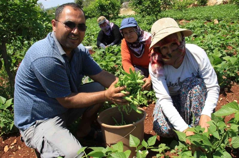 Ayşekadın fasulyesi 