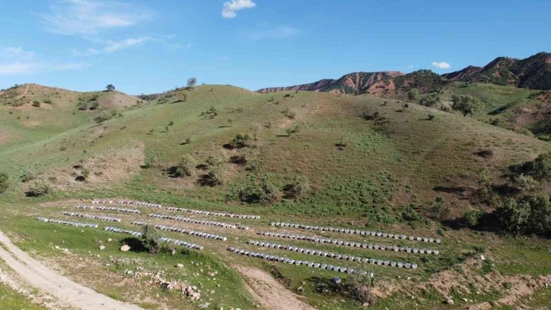 Devlet destek verdi, 2 bin 500 kovanla bal üretiyor
