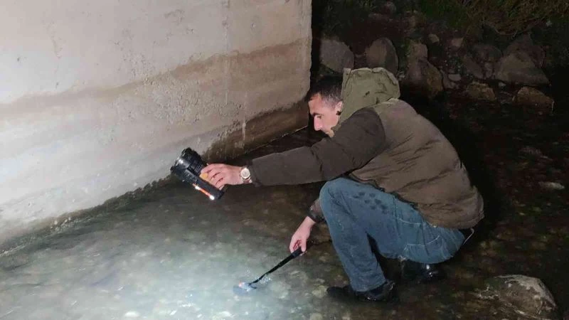 İnci kefalinin muhteşem gece yolculuğu devam ediyor
