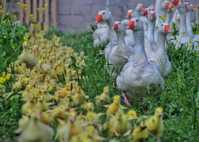 Kahramanmaraş’ta baharla birlikte çiçekler açtı