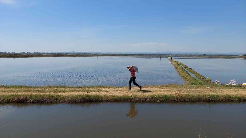 Türkiye’nin çeltik ambarında ekim zamanı
