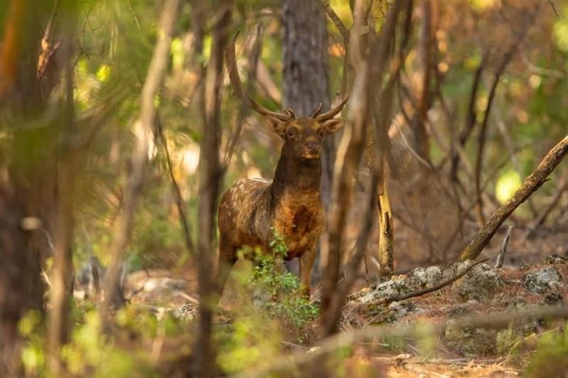 Yüzyıllardır Milli Park’ta yaşıyorlar
