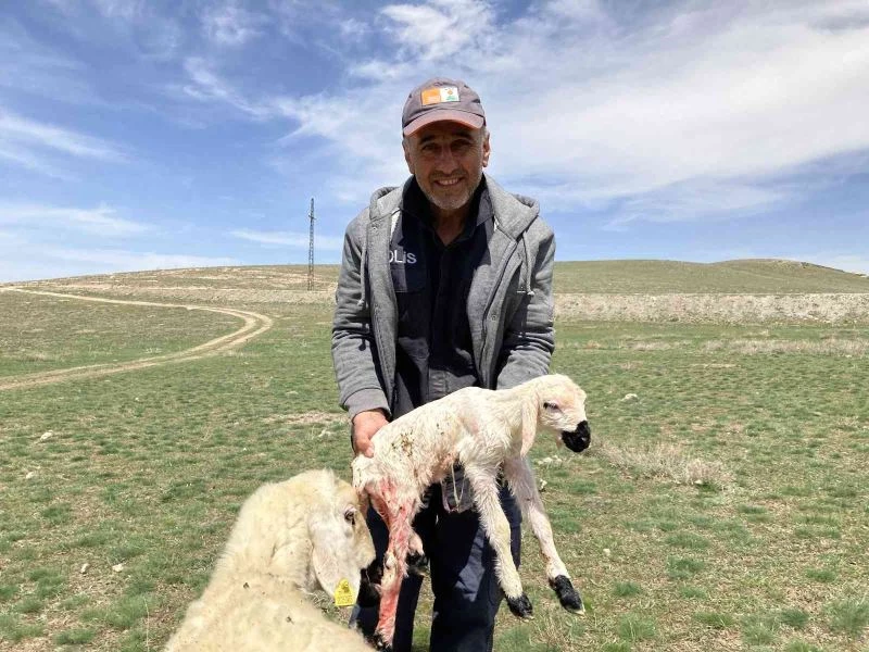 Meraya giden koyun doğurdu, ortaya renkli görüntüler çıktı
