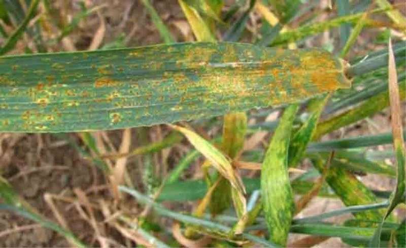 Müdür Görentaş’tan ‘Pas Hastalığı’ uyarısı
