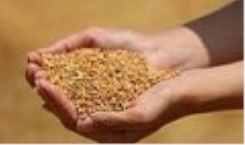 Edirne’de buğday 5,640 TL’den satıldı
