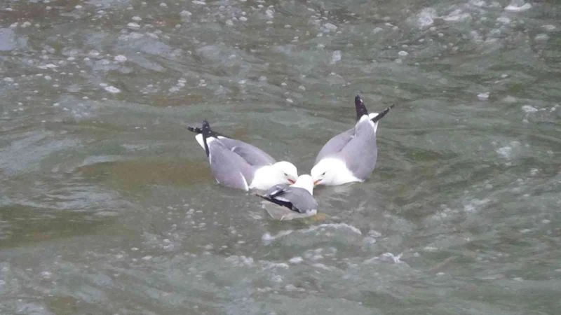 Karakolda bitmeyen tek kavga, martıların balık kavgası
