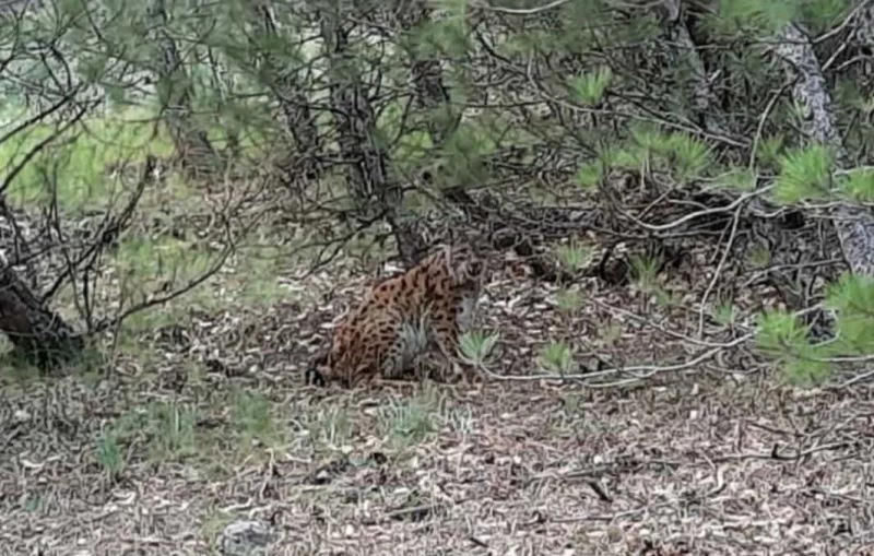 Nesli tehlike altındaki ‘Anadolu vaşağı’ görüntülendi
