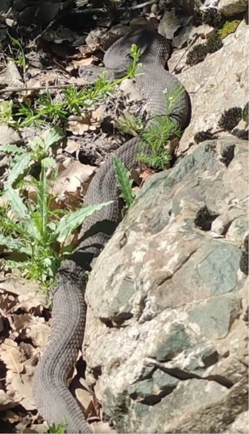 Elazığ’da dev yılan paniği
