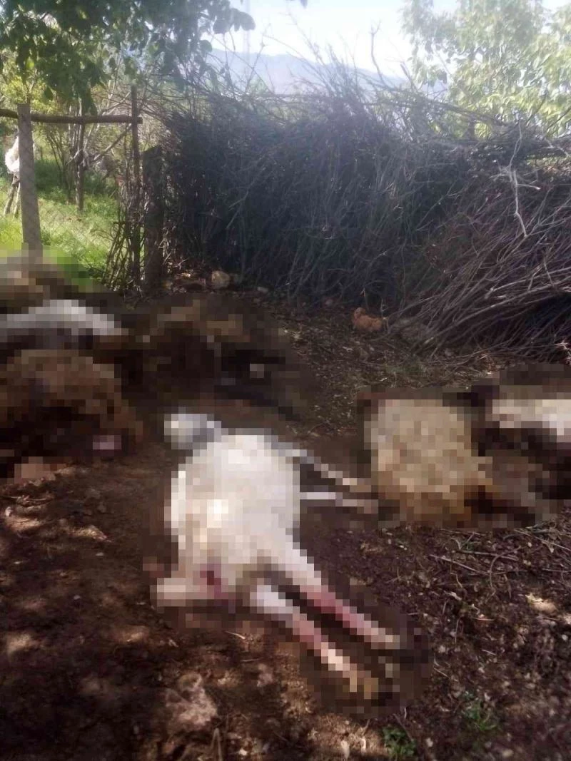 Siirt’te aç kalan kurtlar ahıra dadandı
