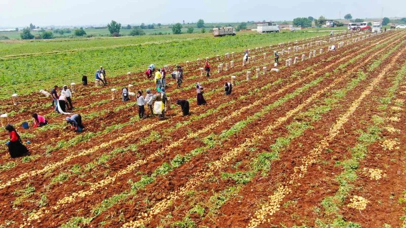 Patates üreticisinin yüzünü güldürdü
